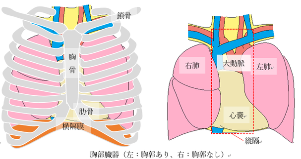 胸部臓器（左：胸部あり、右：胸部なし）の図
